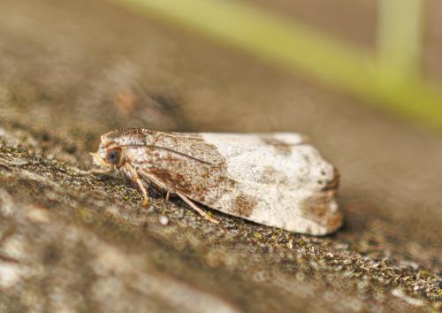 Notocelia cynosbatella